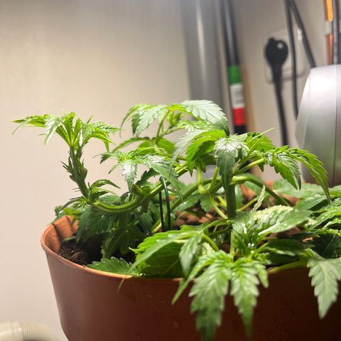 Gorilla Glue auto growlog timeline photo