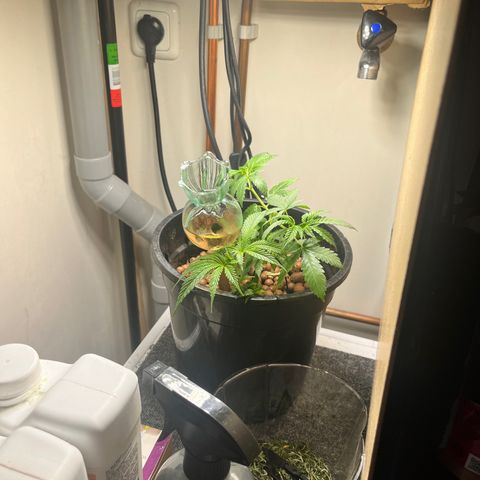 Gorilla Glue auto growlog timeline photo