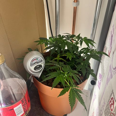 Gorilla Glue auto growlog timeline photo