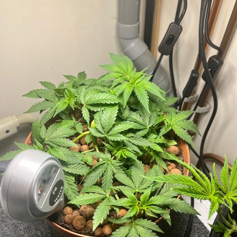 Gorilla Glue auto growlog timeline photo