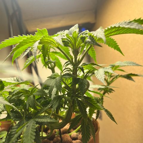 Gorilla Glue auto growlog timeline photo