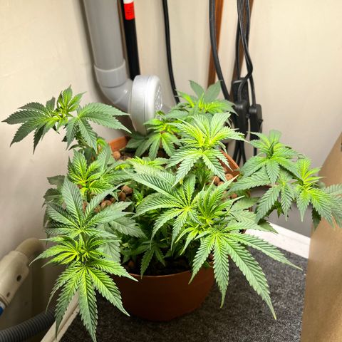 Gorilla Glue auto growlog timeline photo