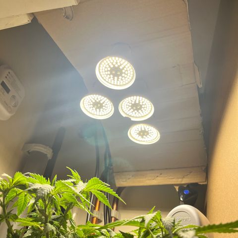 Gorilla Glue auto growlog timeline photo