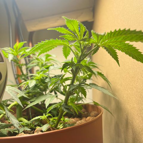 Gorilla Glue auto growlog timeline photo