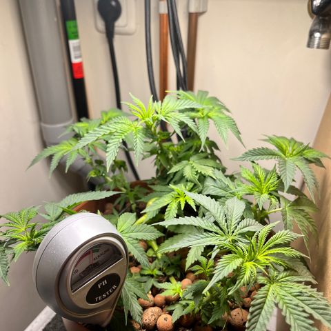 Gorilla Glue auto growlog timeline photo