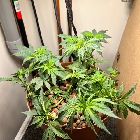 Gorilla Glue auto growlog photo: Trening 