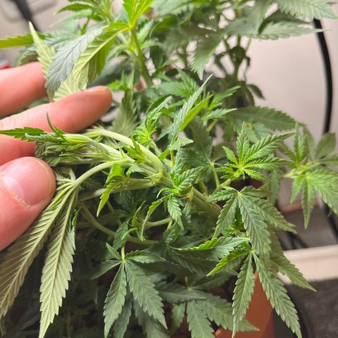 Gorilla Glue auto growlog timeline photo