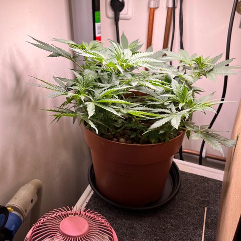 Gorilla Glue auto growlog timeline photo