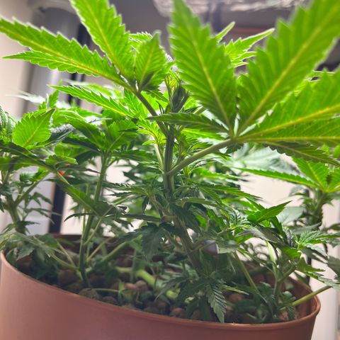 Gorilla Glue auto growlog timeline photo