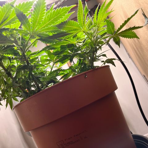 Gorilla Glue auto growlog timeline photo
