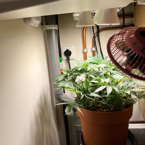 Gorilla Glue auto growlog timeline photo