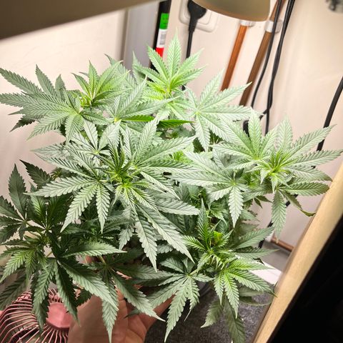 Gorilla Glue auto growlog timeline photo