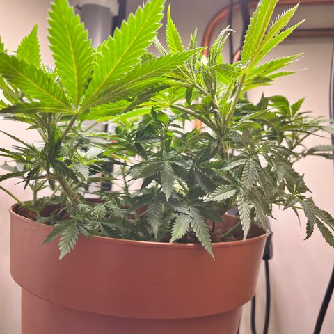 Gorilla Glue auto growlog timeline photo
