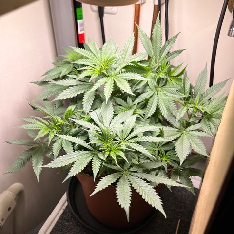 Gorilla Glue auto growlog timeline photo