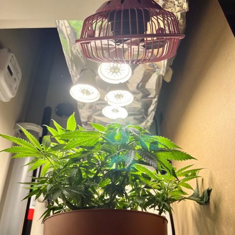 Gorilla Glue auto growlog timeline photo