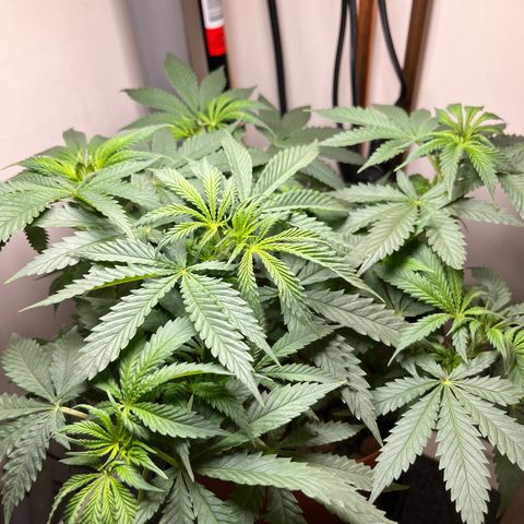 Gorilla Glue auto growlog timeline photo