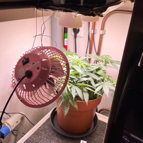 Gorilla Glue auto growlog timeline photo