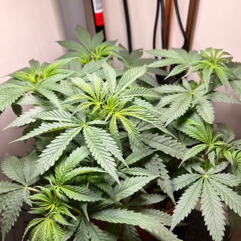 Gorilla Glue auto growlog timeline photo
