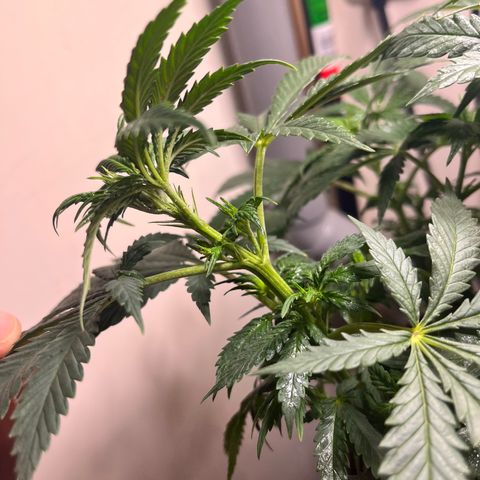 Gorilla Glue auto growlog timeline photo