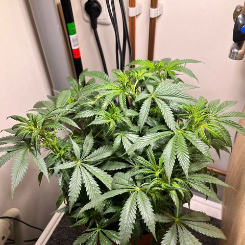 Gorilla Glue auto growlog timeline photo
