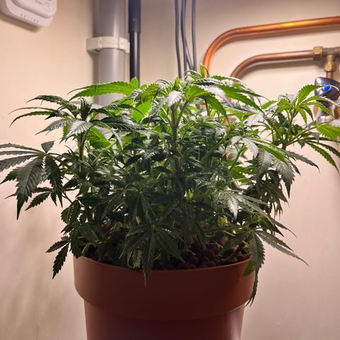 Gorilla Glue auto growlog timeline photo