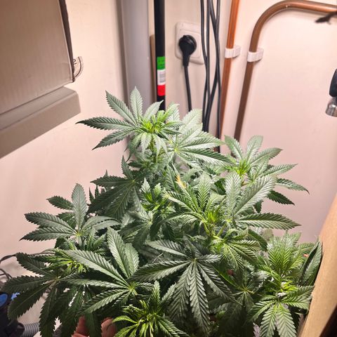 Gorilla Glue auto growlog timeline photo