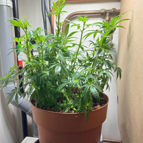 Gorilla Glue auto growlog timeline photo