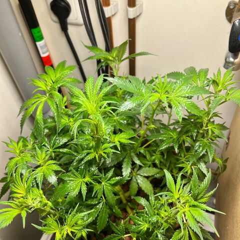 Gorilla Glue auto growlog timeline photo