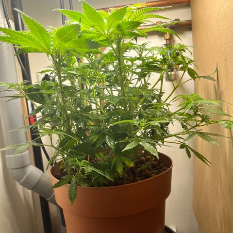 Gorilla Glue auto growlog timeline photo