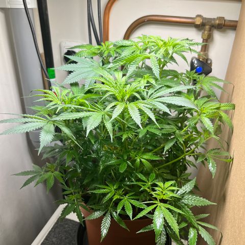 Gorilla Glue auto growlog timeline photo