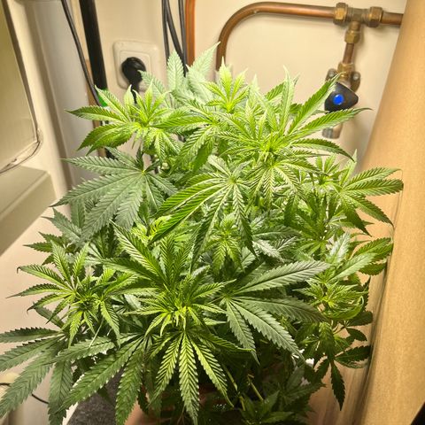 Gorilla Glue auto growlog timeline photo