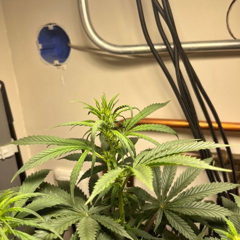 Gorilla Glue auto growlog timeline photo