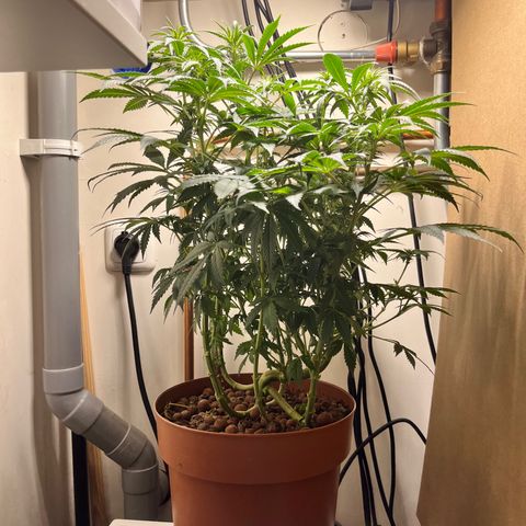 Gorilla Glue auto growlog timeline photo