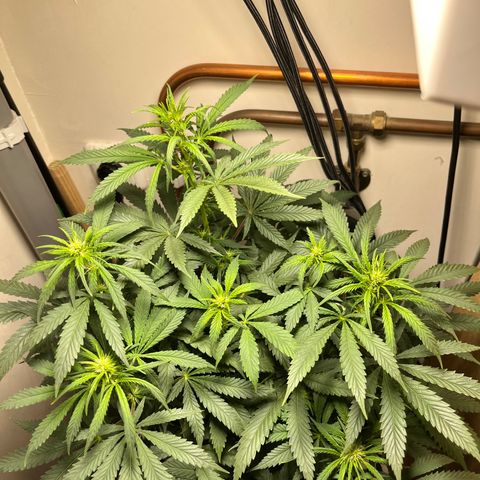 Gorilla Glue auto growlog timeline photo