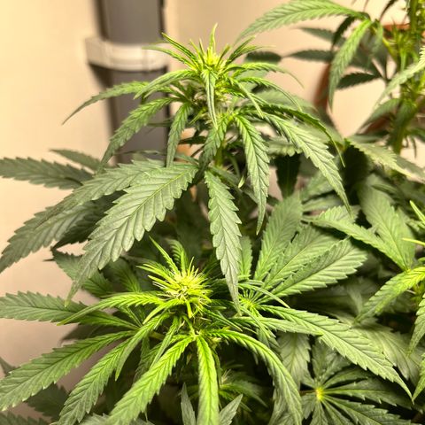 Gorilla Glue auto growlog timeline photo