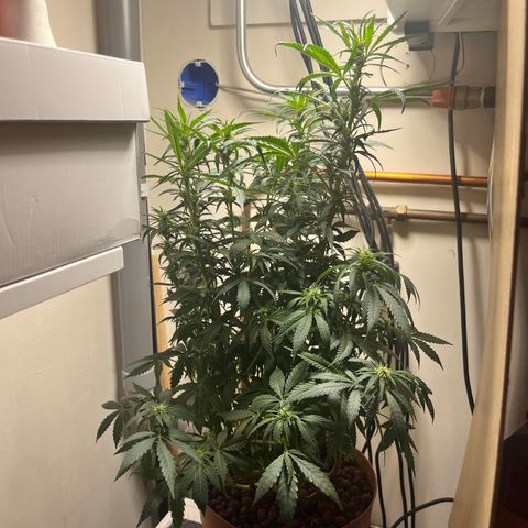 Gorilla Glue auto growlog timeline photo
