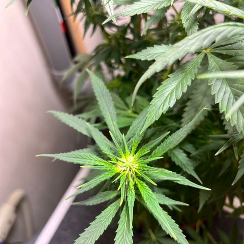 Gorilla Glue auto growlog timeline photo