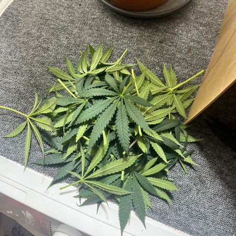 Gorilla Glue auto growlog timeline photo
