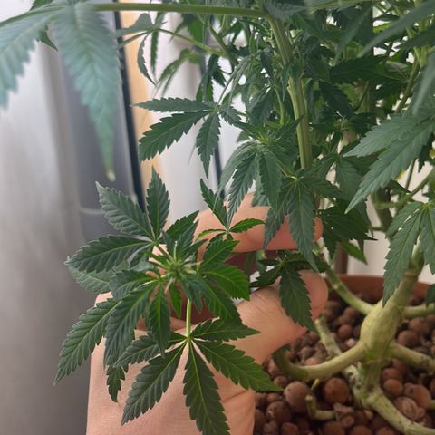 Gorilla Glue auto growlog timeline photo