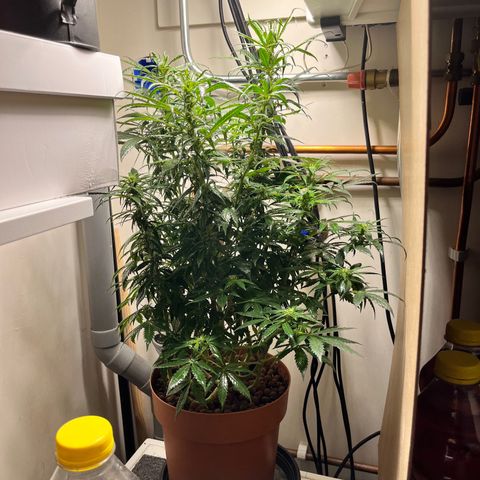 Gorilla Glue auto growlog timeline photo