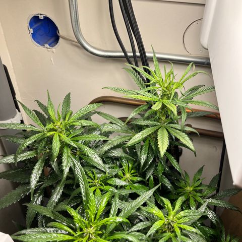 Gorilla Glue auto growlog timeline photo