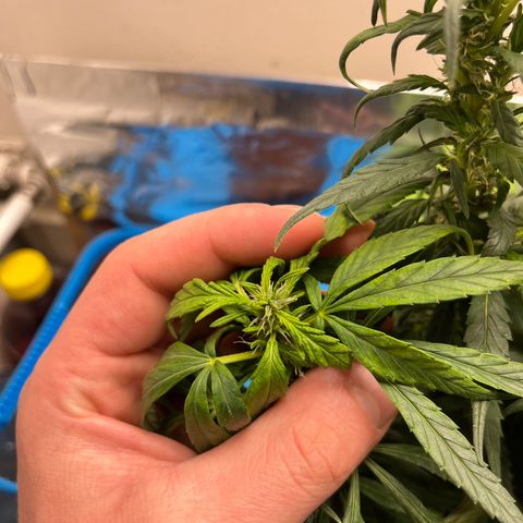 Gorilla Glue auto growlog timeline photo