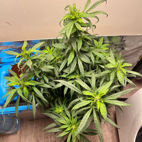 Gorilla Glue auto growlog timeline photo