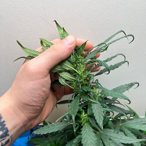 Gorilla Glue auto growlog timeline photo