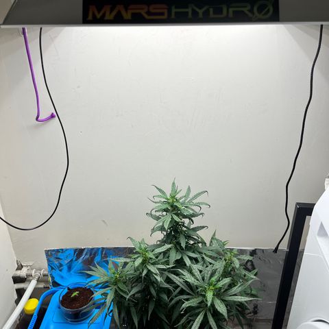 Gorilla Glue auto growlog timeline photo