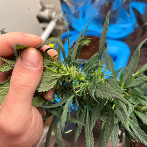 Gorilla Glue auto growlog timeline photo