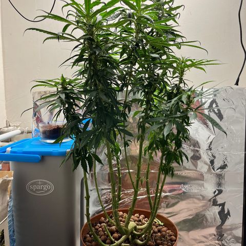 Gorilla Glue auto growlog timeline photo
