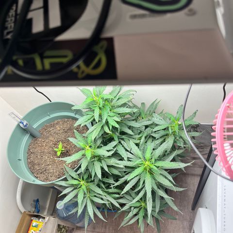 Gorilla Glue auto growlog timeline photo