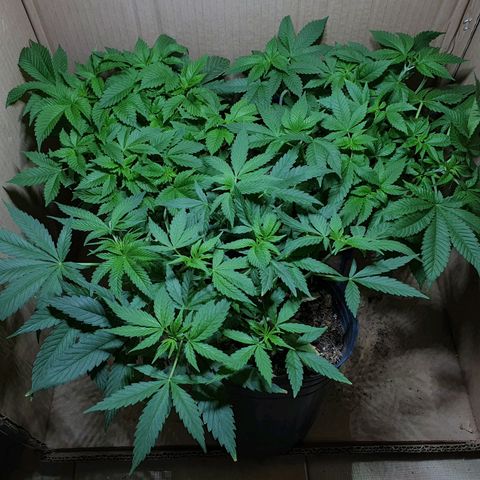 Purple citrus Feno #1 #3 growlog timeline photo