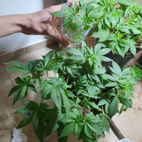 Purple citrus Feno #1 #3 growlog photo: Transplante a vaso 180ml sustrato growmix multipro, riego inicial, utilice hormona de enraizamiento top crop cyclone